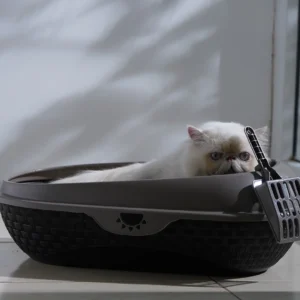 Arenero para gatos